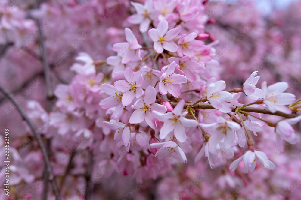 Beautiful cherry Blossoms in spring, close-up. Beautiful cherry Blossoms in spring, close-up.