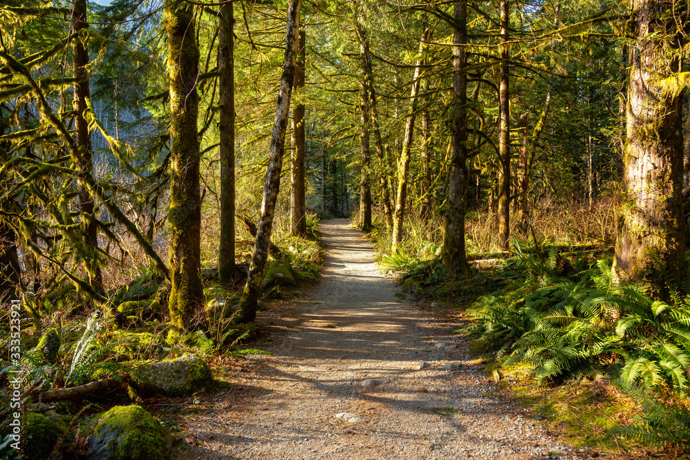 Naklejka premium Beautiful Pathway in the colorful and vibrant Rain Forest during a sunny winter day. Taken in Golden Ears Provincial Park, near Vancouver, British Columbia, Canada.