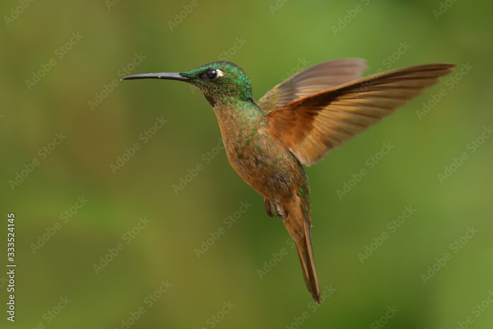 Fototapeta premium Best hummingbird in Costa Rica. Wildlife scene from nature. Birdwatching in South America, Trinidad, Tobago, Panama.
