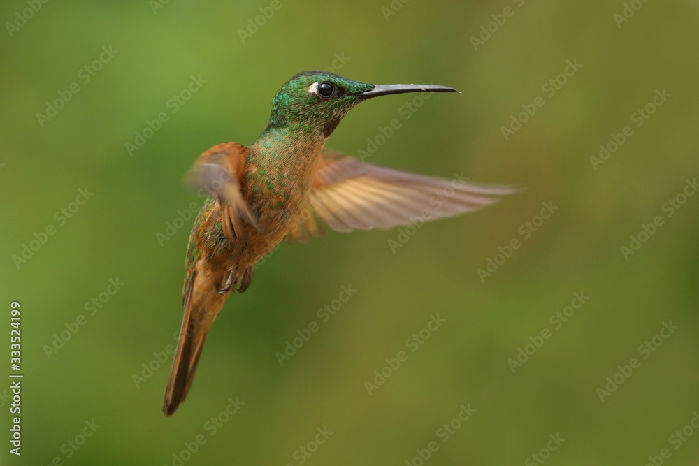 Best hummingbird in Costa Rica. Wildlife scene from nature. Birdwatching in South America, Trinidad, Tobago, Panama. Best hummingbird in Costa Rica. Wildlife scene from nature. Birdwatching in South America, Trinidad, Tobago, Panama.