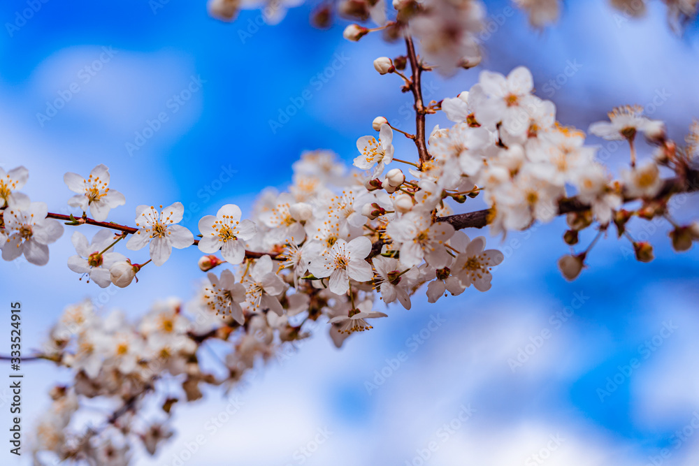 Blüten im Frühling mit blauen Himmel Blüten im Frühling mit blauen Himmel