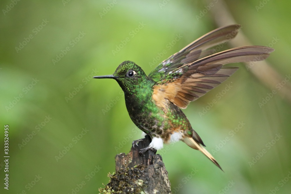 Fototapeta premium Best hummingbird in Costa Rica. Wildlife scene from nature. Birdwatching in South America, Trinidad, Tobago, Panama.