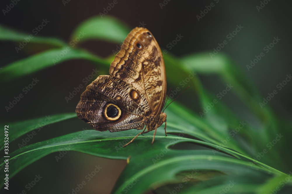 Fototapeta premium A beautiful butterfly sits on a flower