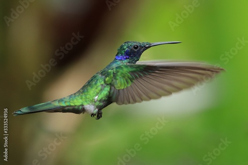 Best hummingbird in Costa Rica. Wildlife scene from nature. Birdwatching in South America, Trinidad, Tobago, Panama. © Miroslav