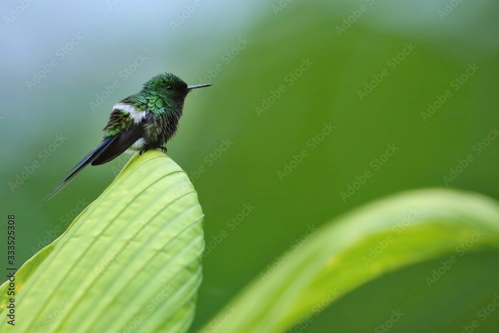 Fototapeta premium Best hummingbird in Costa Rica. Wildlife scene from nature. Birdwatching in South America, Trinidad, Tobago, Panama.