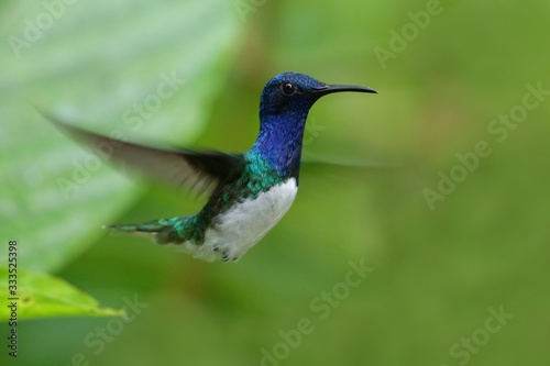 Best hummingbird in Costa Rica. Wildlife scene from nature. Birdwatching in South America, Trinidad, Tobago, Panama.