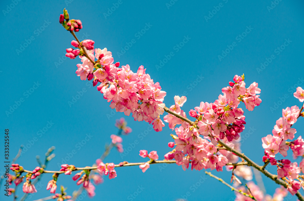 Cherry blossom (Sakura) Cherry blossom (Sakura)