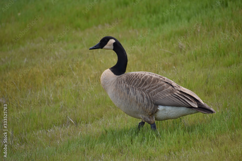 A Canada goose (Branta canadensis) walks down a grassy slope at Moss Landing Wildlife Area in California. A Canada goose (Branta canadensis) walks down a grassy slope at Moss Landing Wildlife Area in California.