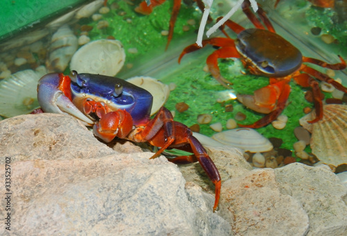 Rainbow crab (Latin. Cardisoma armatum)