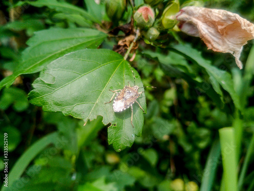 bug on a leaf of a plant. Smelly bug of gray-brown color.