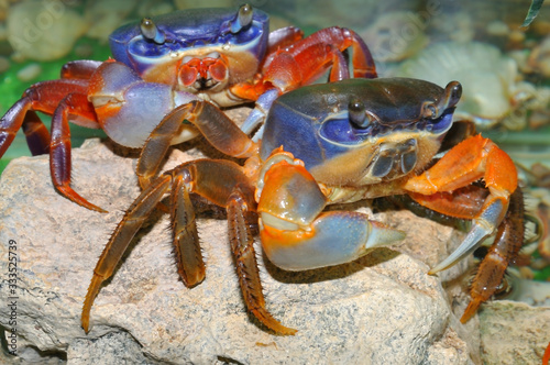 Rainbow crab (Latin. Cardisoma armatum)