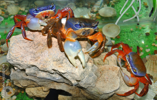 Rainbow crab (Latin. Cardisoma armatum)