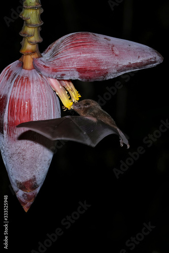 Orange nectar bat (Lonchophylla robusta) photo