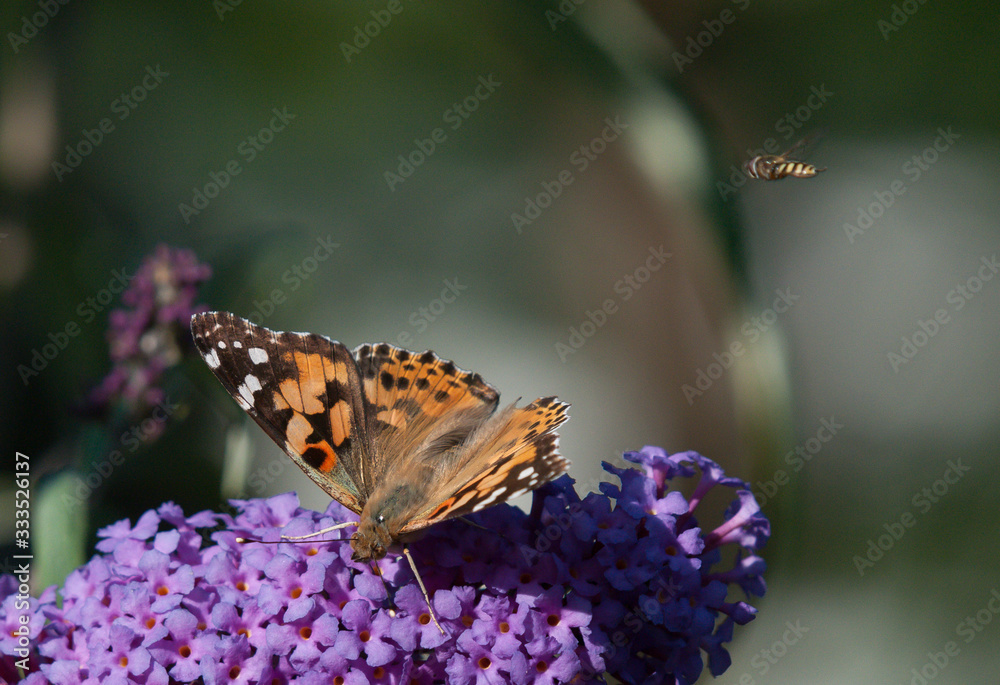Schmetterling mit Fliege Schmetterling mit Fliege
