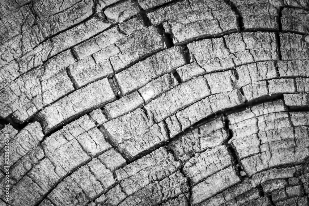 Weathered wood detail landscape in monochrome