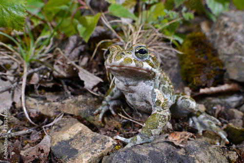 Wechselkröte / European green toad (Bufotes viridis) Deutschland / Germany