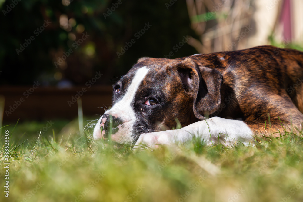 Cute and Adorable Baby Boxer Dog playing in outside during a vibrant sunny day. Taken in Vancouver, British Columbia, Canada.