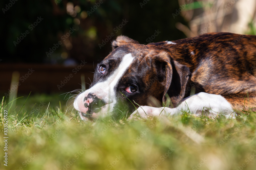 Cute and Adorable Baby Boxer Dog playing in outside during a vibrant sunny day. Taken in Vancouver, British Columbia, Canada. Cute and Adorable Baby Boxer Dog playing in outside during a vibrant sunny day. Taken in Vancouver, British Columbia, Canada.