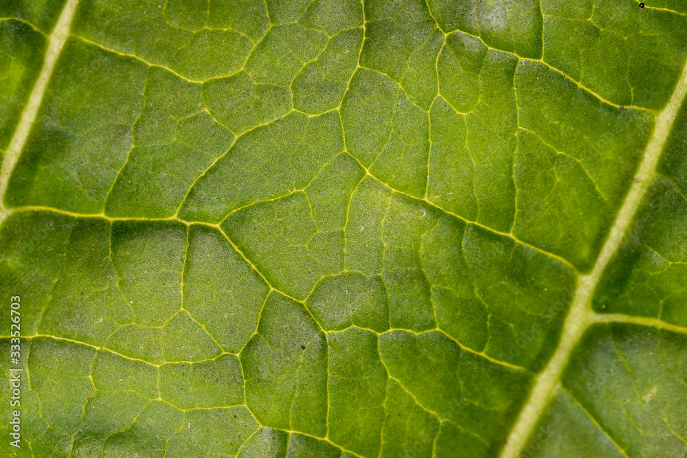 Selective focus on green veined leaf Selective focus on green veined leaf