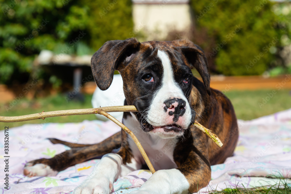 Cute and Adorable Baby Boxer Dog playing in outside during a vibrant sunny day. Taken in Vancouver, British Columbia, Canada.
