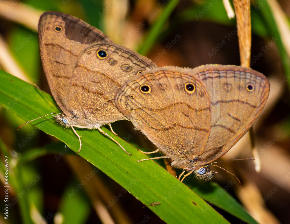 Common Wood Nymph Mating Common Wood Nymph Mating