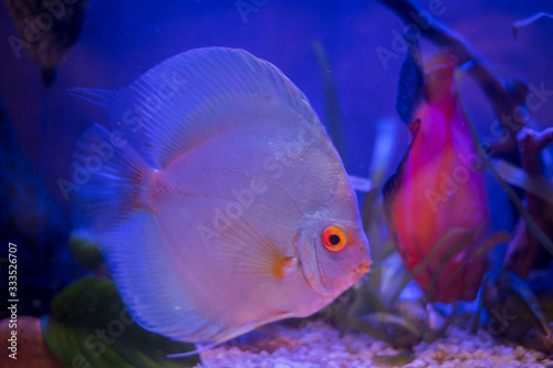 Celestial discus fish in the aquarium
