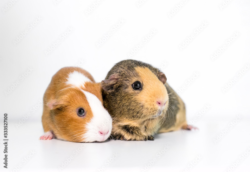 Two American Guinea Pigs (Cavia porcellus) together on a white background Two American Guinea Pigs (Cavia porcellus) together on a white background
