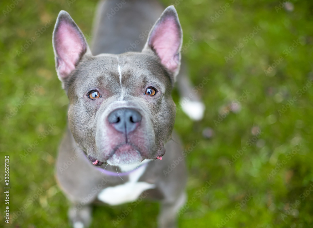 A blue Pit Bull Terrier mixed breed dog looking up at the camera