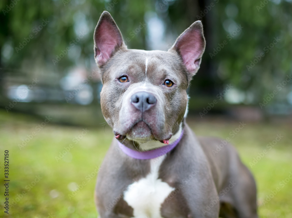 A blue Pit Bull Terrier mixed breed dog with pointed ears wearing a purple collar looking at the camera