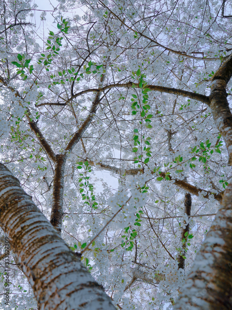 Fototapeta premium blossom