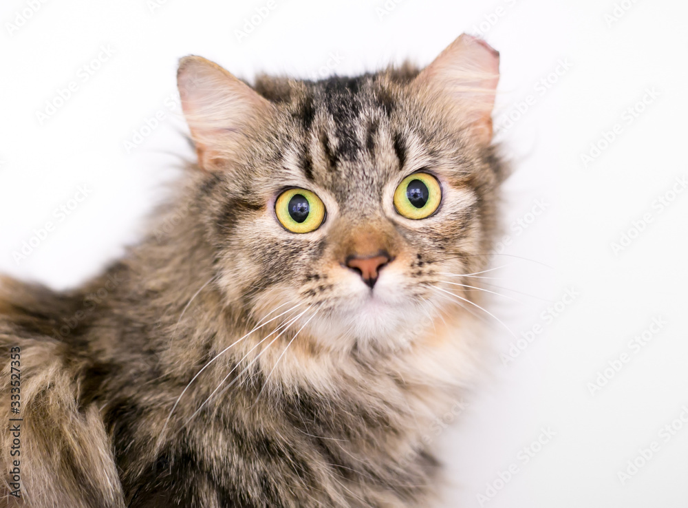 A brown tabby domestic medium hair cat with a wide eyed expression, and its left ear tipped indicating that it has been spayed or neutered and vaccinated as part of a Trap Neuter Return program