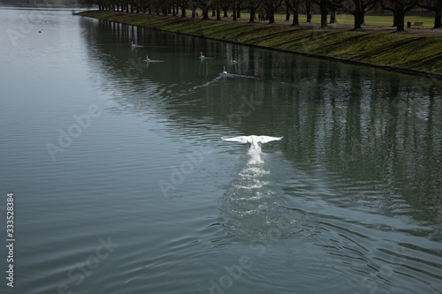 A swan is starting to fly out of water