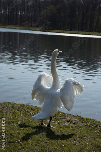 Beautiful white swan is spreading its wings