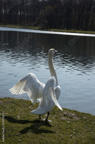 Large white swan is spreading its wings