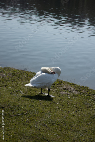 A swan is cleaning itself next to a lake