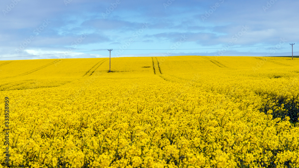 Fototapeta premium Aberdeenshire Oil Rapeseed