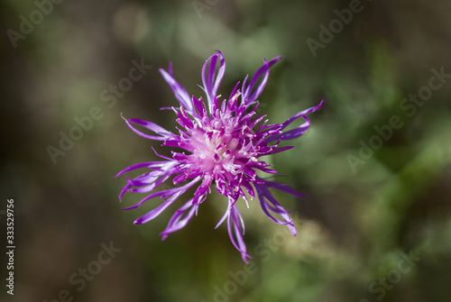 View from the top inside a blooming cornflower on a blurred background.