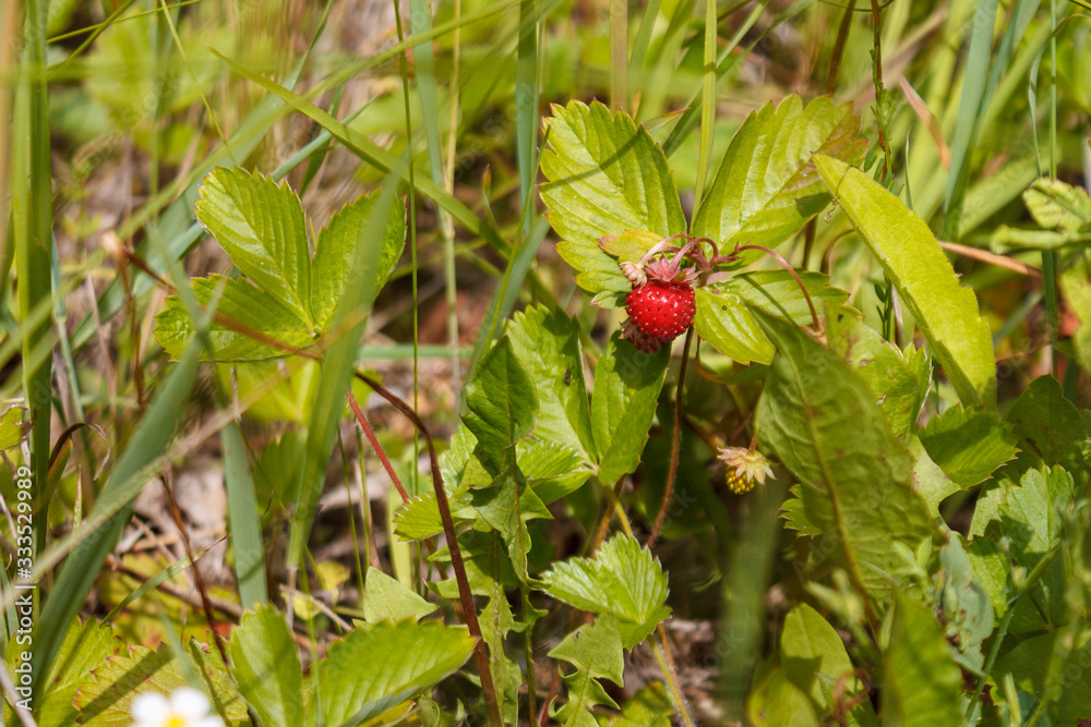 ripe red juicy sweet berry of wild strawberry field close-up, forest berries ripe red juicy sweet berry of wild strawberry field close-up, forest berries