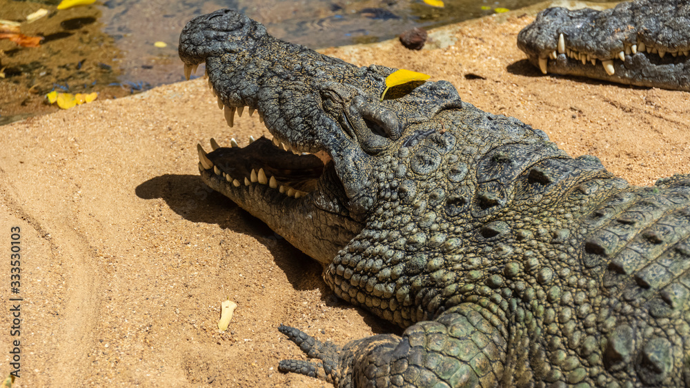 Obraz premium A big crocodile in dangerous position.