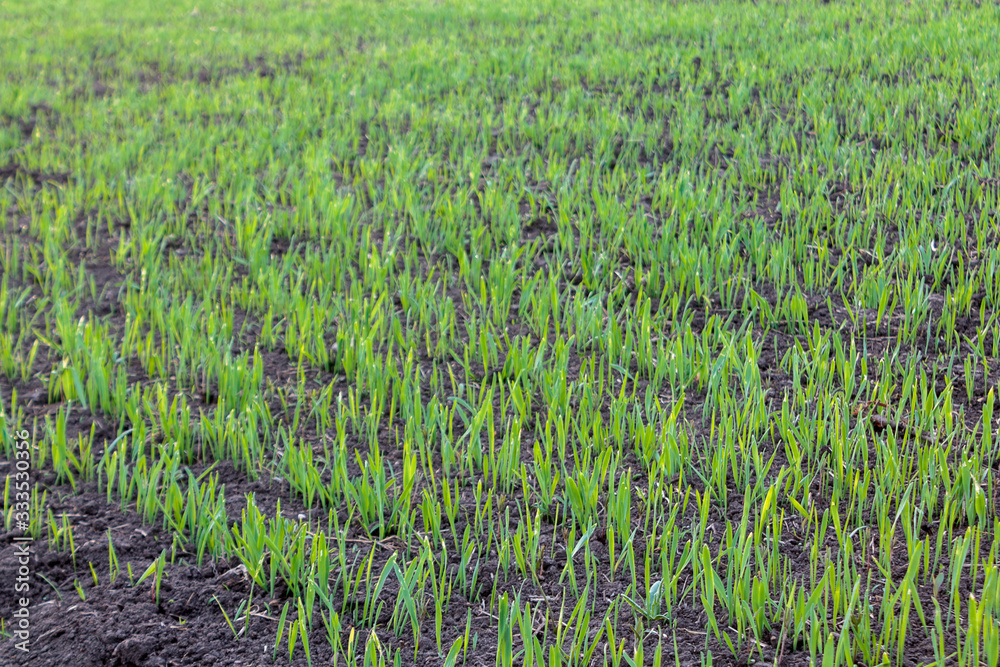 recently sprung sprouts of wheat and rye crops on a farm field, agricultural products and crops, close-up, selective focus