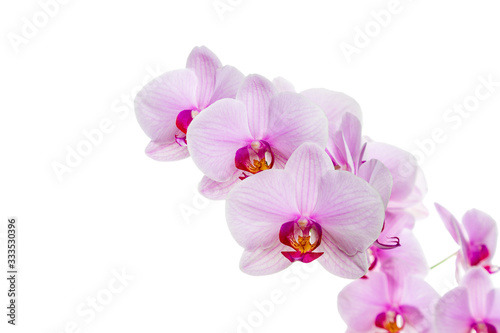 Fototapeta Naklejka Na Ścianę i Meble -  branch with blooming beautiful pink orchid flower closeup isolated on white background