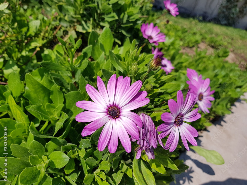 Flores moradas por la mañana Flores moradas por la mañana