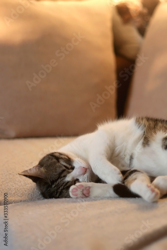 Fototapeta Naklejka Na Ścianę i Meble -  Cute tabby cat sleeping on a sofa. Selective focus.