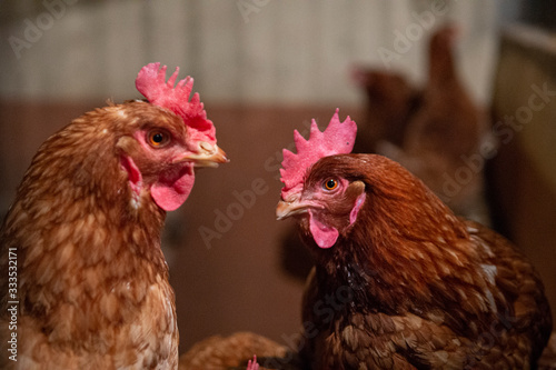 Gallo de corral cresta roja ojos miel