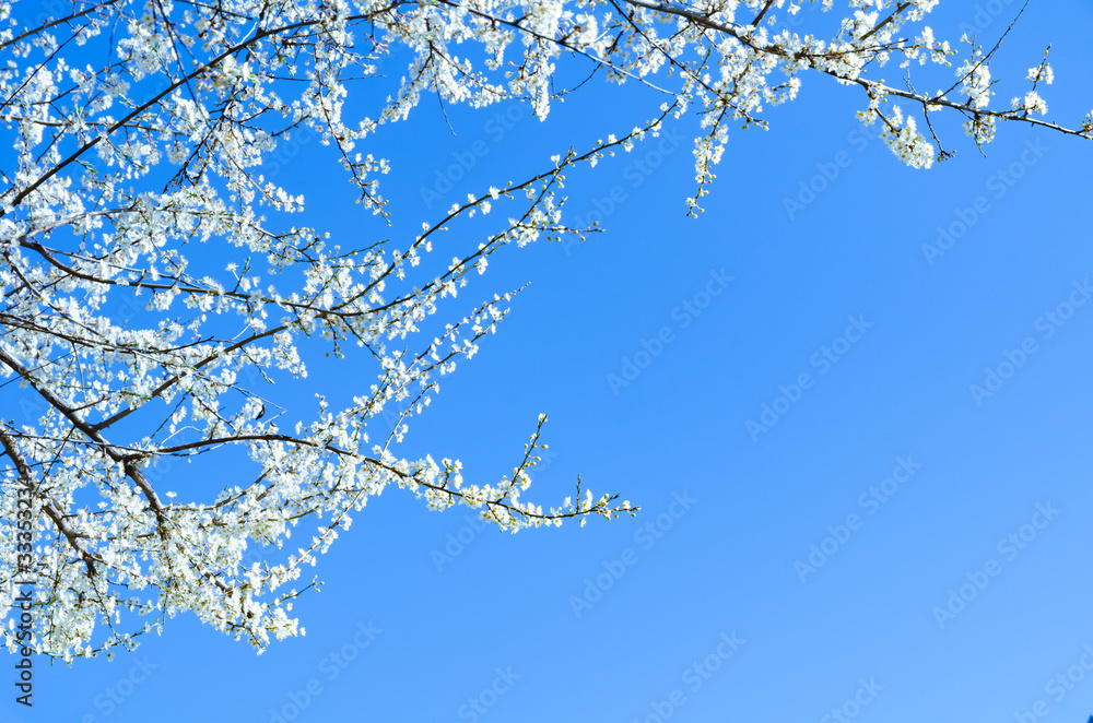 Cherry blossom (Sakura) Cherry blossom (Sakura)