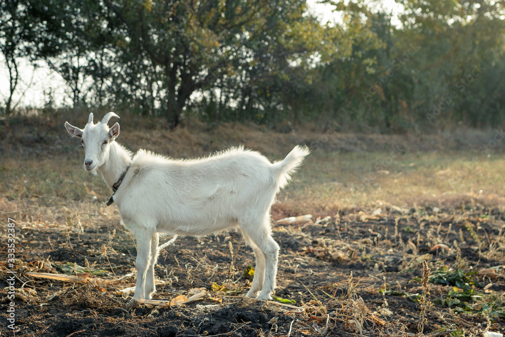 White goat staying in the field against trees White goat staying in the field against trees