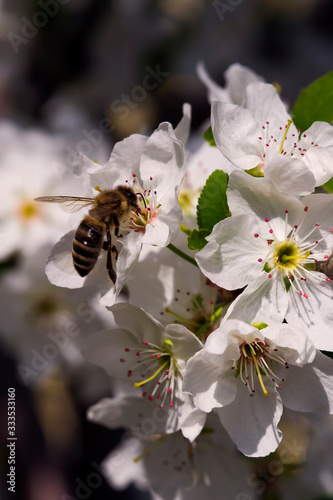 Blooming sakura in early spring. A bee on a cherry flower. A bee pollinates flowers in the spring. Macro photo. Small details close-up.