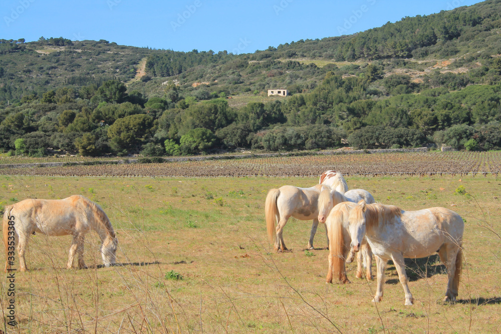 Camargue horses in Frontignan, Herault, France
Camargue horses in Frontignan, Herault, France
