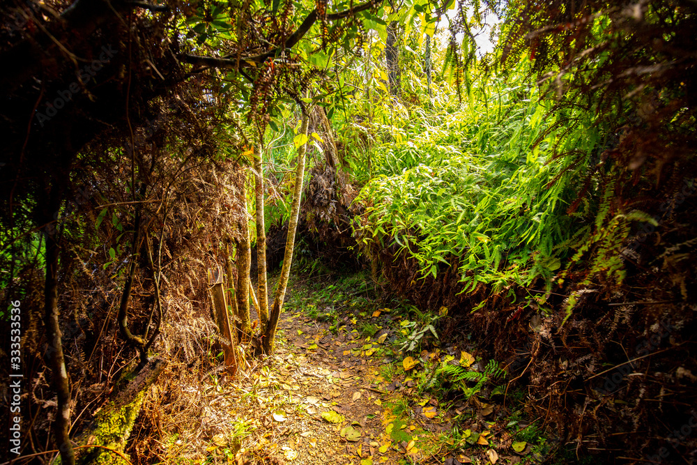 Tropical Forest Path Tropical Forest Path