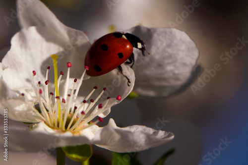 Blooming sakura in early spring. Ladybug on a cherry flower. Macro photo. Small details close-up.